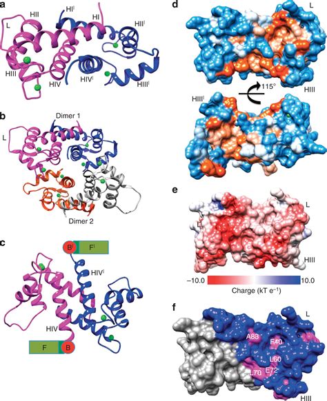 Crystal Structure Of Human Profilaggrin S100 Domain And Identification Of Target Proteins