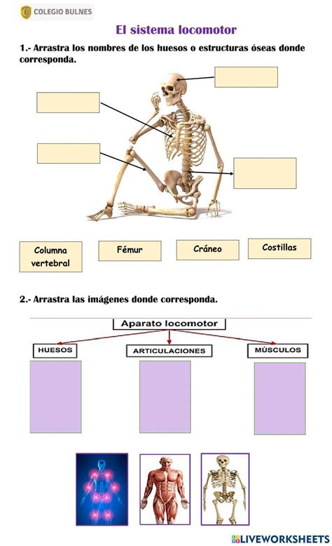 Actividad De El Sistema Locomotor BiomecÃ¡nica ClÃnica