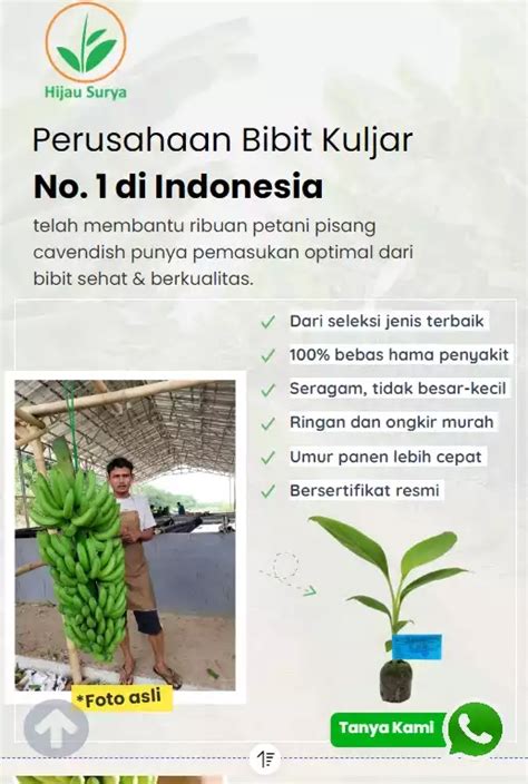 Bibit Pisang Cavendish Mw1 Hijau Surya