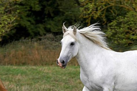 Why The Connemara Pony Is Perfect For Your Homestead