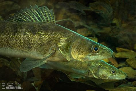 Zander Bilder Zander Fotos Naturfoto