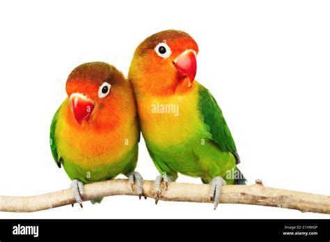 Love Bird Lutino Wallpaper