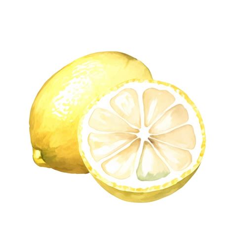 Premium Vector Hand Drawn Watercolor Painting Lemon On White Background