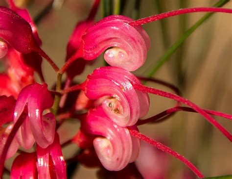 Grevillea Flower Detail Free Photo On Pixabay Pixabay