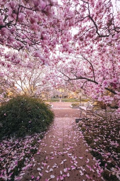 Magnolia Cel Mai Deosebit Arbore Cu Flori Ce Ne Incanta Privirile