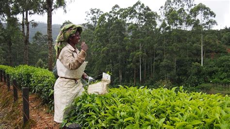 Tea Harvest in India 2024 - Rove.me