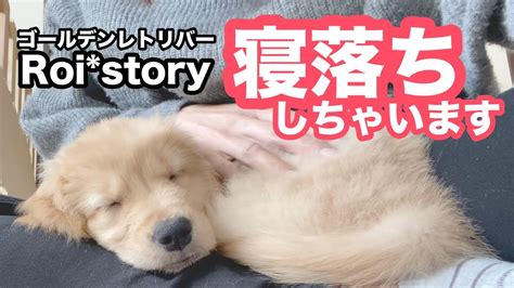 癒し！ゴールデンレトリバーの子犬がママのお膝で寝落ち♡ Youtube