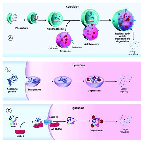 Schematic Illustration Of The Main Distinct Autophagy Mechanisms In