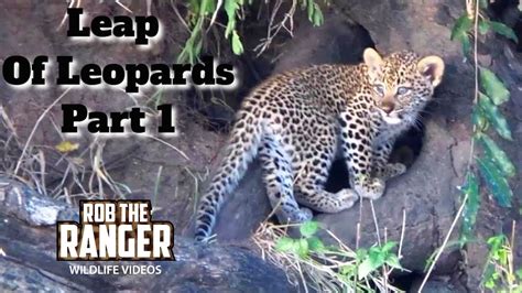 Leap Of Leopards: Mother And Cubs (1): The Den - YouTube