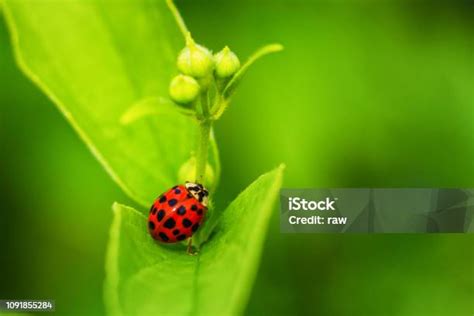 Kepik Merah Yang Indah Merangkak Di Daun Hijau Latar Belakang Alami Yang Indah Foto Stok - Unduh ...