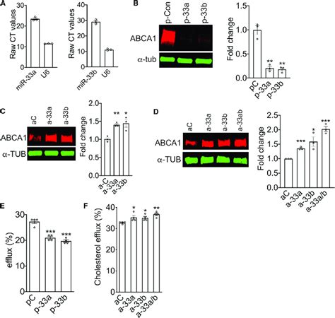 Mir 33 Modulated Abca1 Expression And Cholesterol Efflux In Rpe Cells