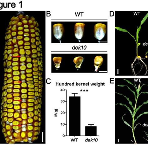 Phenotypic Features Of Maize Dek10 Mutant 332 A Mature F2 Ear Of