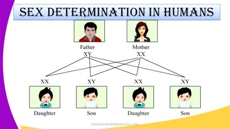 Form4 Biology Lesson7 Genetics Sex Determination In Humans Youtube