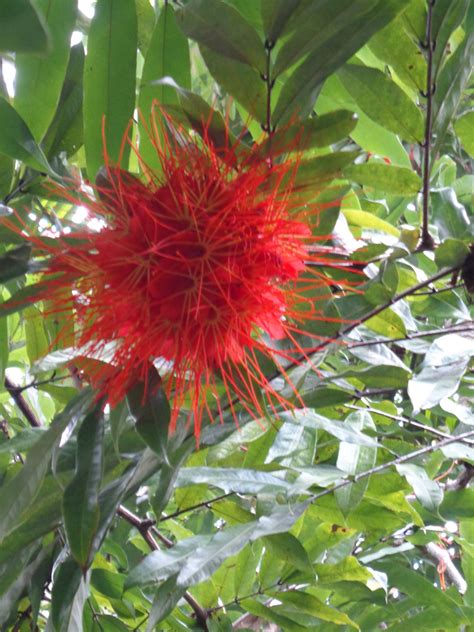 The Rose Of Panama Brownea Macrophylla At The Cairns Botanic Gardens