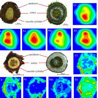 Xrf Elemental Maps For Cr Ca Fe Mn And Zn Element Distributions