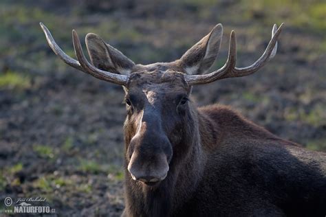 Moose Photos Moose Images Nature Wildlife Pictures Naturephoto