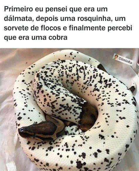 Primeiro eu pensei que era um dálmata depois uma rosquinha um sorvete