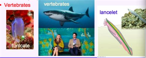 3 BISC 103 Exam 3 Aquatic Vertebrates Flashcards Quizlet