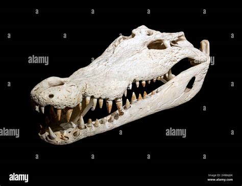 Prehistoric Crocodile Skeleton