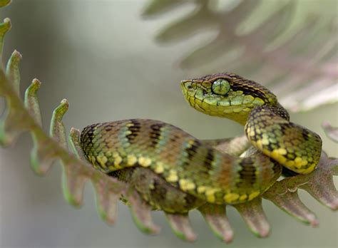 Andean Forest Pit Viper Bothriopsis Pulchra Cute Snake Reptile