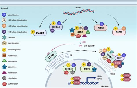 Frontiers Post Translational Modifications Of Proteins In Cytosolic Nucleic Acid Sensing