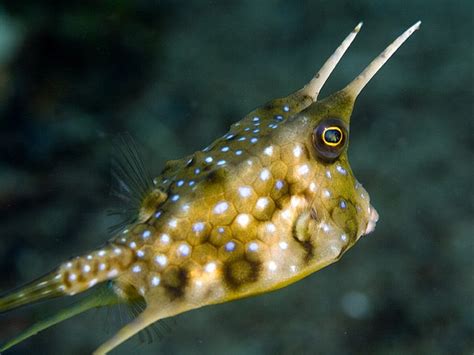 17 Best Images About Fish Box Fish On Pinterest Philippines The