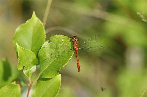 Odonata Insects