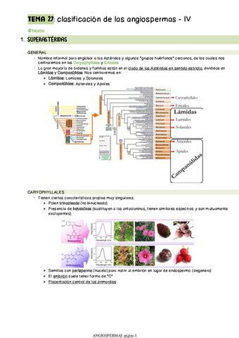 APUNTES TEMA 24 Clasificacion De Las Angiospermas I Pdf