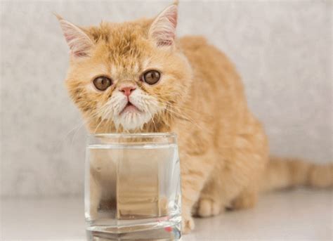 Cat Hiccups What You Need To Know Petmd
