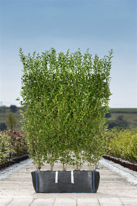 Ligustrum ovalifolium Readybag - Readyhedge