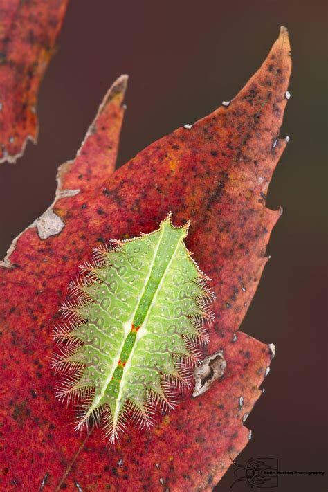 Crowned Slug Caterpillar Isa Textula By Colinhuttonphoto On Deviantart