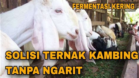 Pakan Ternak Kambing Fermentasi