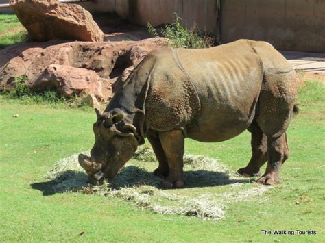 Oklahoma City Zoo shows why it's one of the best in the country - The ...