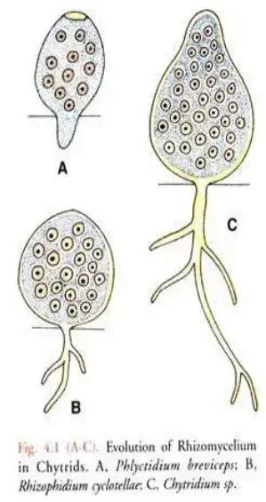 Chytridiomycota Overview Biology Notes Online