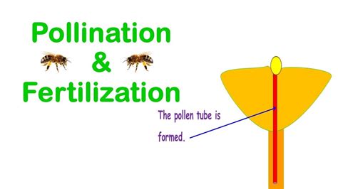 Pollination Fertilization YouTube