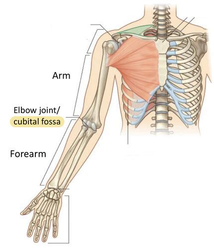 008 Anatomy Of The Arm Elbow Cubital Fossa Flashcards Quizlet