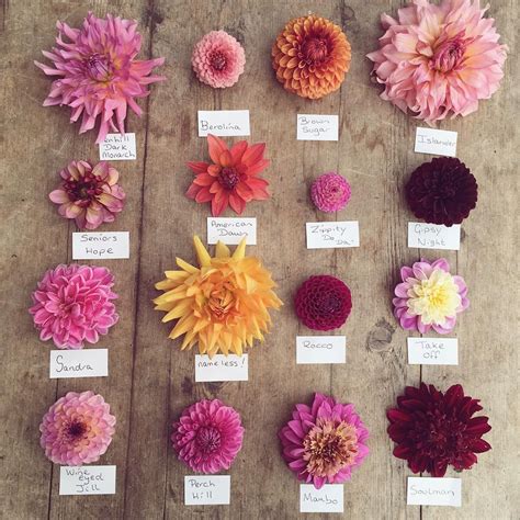 Planning A Dahlia Garden Choosing Shapes Sizes And Colours Cloverhome