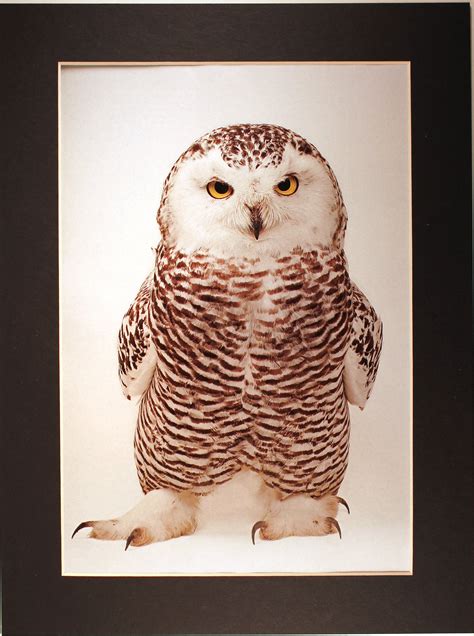 Photo Ark Snowy Owl National Geographic Picture With Mat Etsy