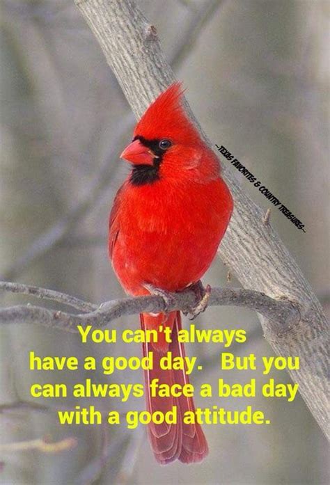 Cardinal Quotes - ShortQuotes.cc