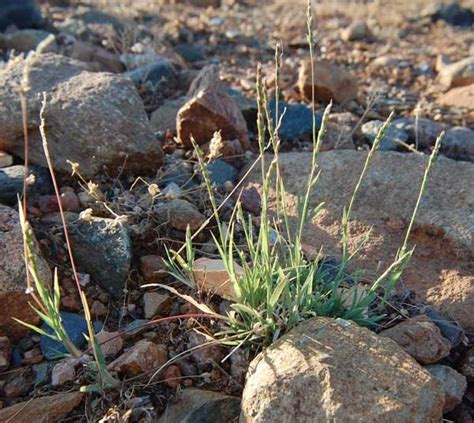 Curly Mesquite In The Sonoran Desert