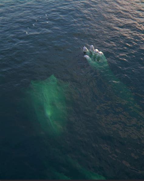 Super creepy submerged statue. : thalassophobia