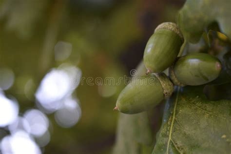 Green Nuts Acorns of Oak on a Tree. Beautiful Oak Seeds Stock Image ...