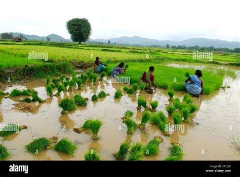 Ho Tribes Women Working In Paddy Field Chakradharpur Jharkhand