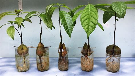 Unlocking Natures Treasure How Do You Grow An Avocado Seed In Water