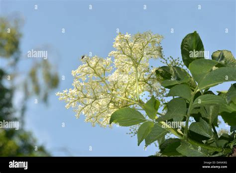 Elder Sambucus Nigra Caprifoliaceae Stock Photo Alamy