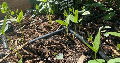 How to Grow Tepary Beans - Growing In The Garden