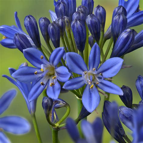 Agapanthus Summer Loveª ‘blue P British Garden Plants