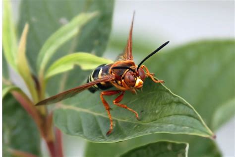 Cicada Killers Of The Greater Houston Area