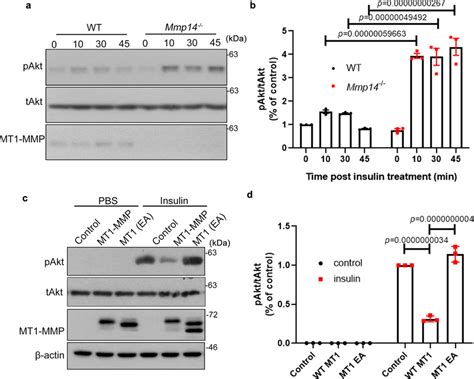 Mt1 Mmp Suppresses Insulin Signaling In Vitro A B Western Blotting