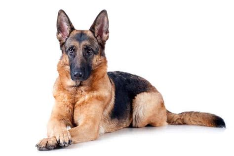 Conoce Al Perro Pastor Alemán 5 Claves Que No Sabias De Ellos